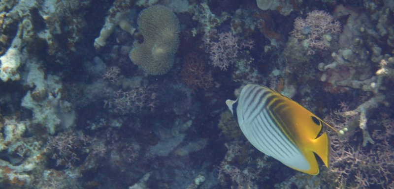 �Ԃ���񔭈�T�|�[�g����9��ނ����I�z���I�y�A���x�r�[�i�t�_�T�v���j�z
���T�C�g